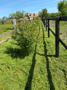 Photo de galerie - Debroussaillage 