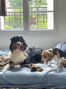 Photo de galerie - Le chien de ma sœur que je garde, un berger australien 