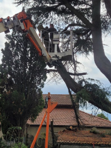 Photo de galerie - Élagage d'un arbre avec nacelle 