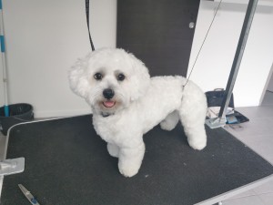 Photo de galerie - Specialisée Toilettage sur poils frisés
Démêlage Bain, brushing et Coupe ciseaux si bien entretenu
(inclus bases : griffes, oreilles, bas ventre, dessus de patte)