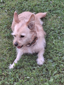 Photo de galerie - Je garde un chien par jour pas plus, tarif 15 € la journée, 4 € par heure pour les promenades. petit budget beaucoup d'amour !❤️? il faut que le chien soit ok chats ?.