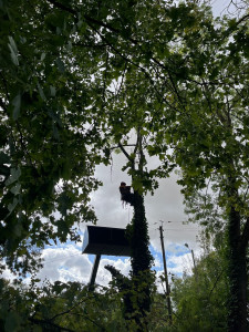 Photo de galerie - Demontage et abattage d'un arbre au dessus de lignes electriques et telephone
