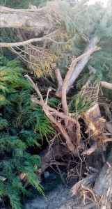 Photo de galerie - Taille de haie et enlevement de souches d'arbres