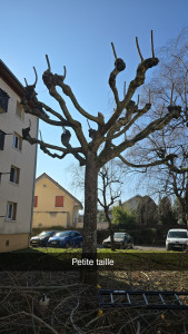 Photo de galerie - Elagage et coupe d'arbres