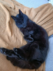 Photo de galerie - Garde d'un chat à domicile