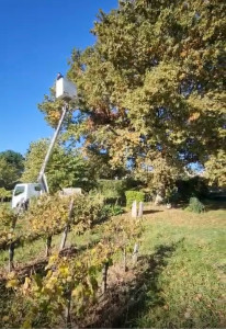 Photo de galerie - Elagage et coupe d'arbres