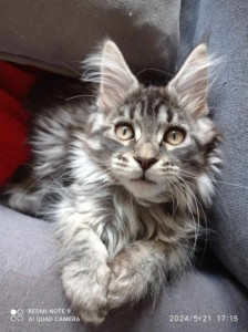 Photo de galerie - Mon chat ?