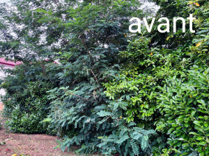 Photo de galerie - Rabattage d'une haie de lauriers envahissante 