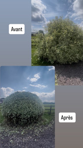 Photo de galerie - Taille et éclaircissement Cornouiller Blanc