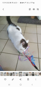 Photo de galerie - Garde de chats : câlins, nourriture... mais aussi jeux si ça les tente !