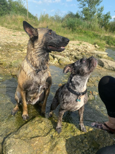 Photo de galerie - Tyo qui était rester 3 semaine à la maison et Tina la chienne de ma voisine au bord d’une rivière pour se rafraîchir lors des canicules 