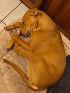 Photo de galerie - Garde chien