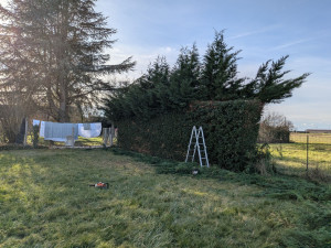 Photo de galerie - Taille de haies et d'arbustes