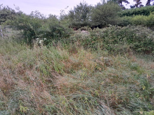 Photo de galerie - Tonte de pelouse - Débroussaillage