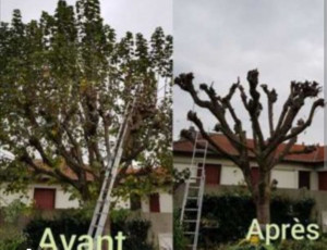 Photo de galerie - Elagage et coupe d'arbres