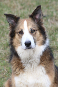 Photo de galerie - Garde animaux