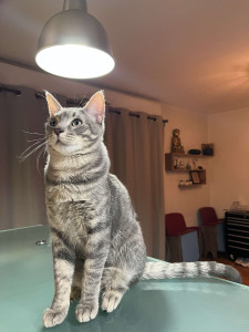 Photo de galerie - Chat