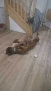 Photo de galerie - Chez maman = chien malheureux !!! LOL