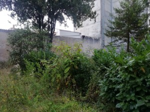 Photo de galerie - Taille de haies et d'arbustes