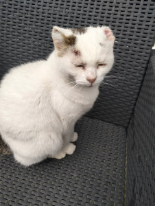 Photo de galerie - Photo de mon chat qui a été recueillies à la spa de Saverne il y a plusieurs années, depuis il à un mélanome j'ai du le faire opérer pour une ablation partiel des oreilles.