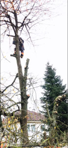 Photo de galerie - élagage 