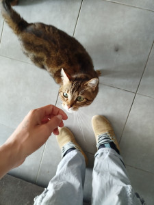 Photo de galerie - Petite chatte que j'ai gardé au mois de juin. 