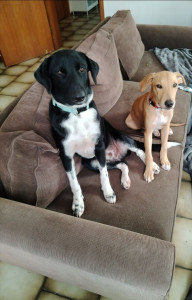 Photo de galerie - Voici 2 chiens parmi tant d'autre dont j'ai été famille d'accueil pour une association ? 