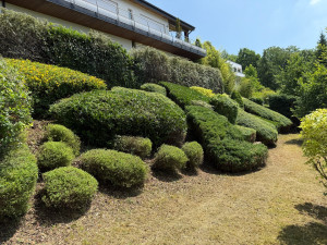 Photo de galerie - Taille des haies et arbustes 