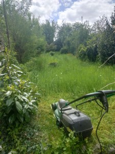 Photo de galerie - Tonte de pelouse - Débroussaillage