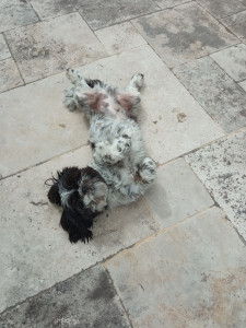 Photo de galerie - Pet sitter 