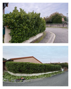 Photo de galerie - Taille de haie 