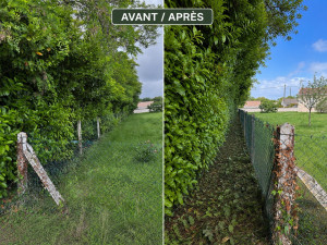Photo de galerie - Taille de haie avec évacuation 