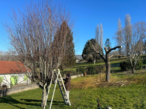 Photo de galerie - Taille d’arbustes 