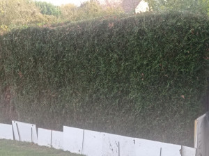 Photo de galerie - Sapin taillé 
