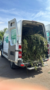 Photo de galerie - Elagage et coupe d'arbres