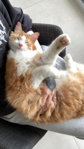 Photo de galerie - Petite sieste / calin !