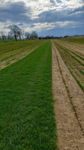 Photo de galerie - Des placages du gazon en rouleau. Naturel.
