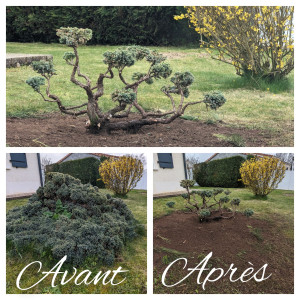 Photo de galerie - 'Juniperus squamata' taillé en nuage.