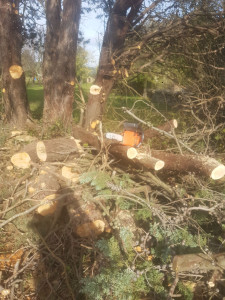 Photo de galerie - Élagage agricole d'une haie de cyprès bleu ayant fait beaucoup de bois 