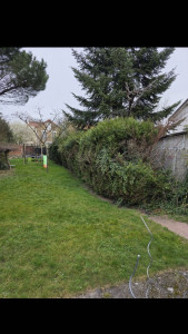 Photo de galerie - Elagage et coupe d'arbres