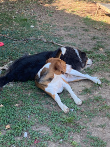 Photo de galerie - Nos deux chiens