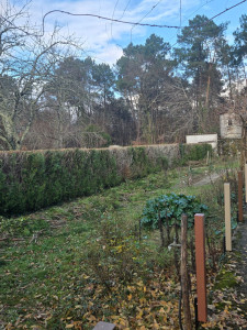 Photo de galerie - Rabattage et taille d'une haie de tuya
