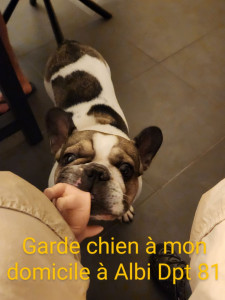 Photo de galerie - Je peux garder vos chiens à mon domicile
. et m'adapter à vos habitudes (sorties etc...)