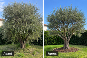 Photo de galerie - Rafraîchissement d’un olivier