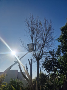 Photo de galerie - Elagage et coupe d'arbres