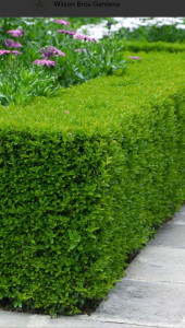 Photo de galerie - 

taille de thuyas