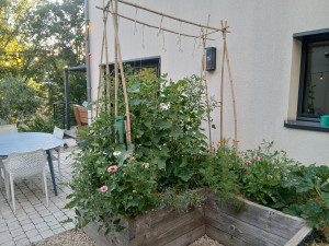 Photo de galerie - Potager fleuri 
