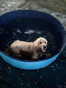 Photo de galerie - Une piscine pour se rafraîchir. 