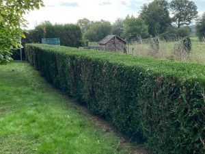 Photo de galerie - Remise en état complète de haie : taille précise, alignement parfait et finition soignée pour un résultat esthétique et durable. Intervention propre avec évacuation des déchets verts.