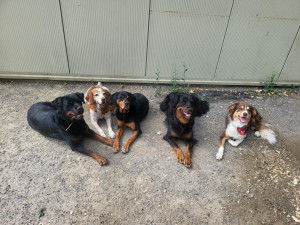 Photo de galerie - Garde de chiens à domicile 